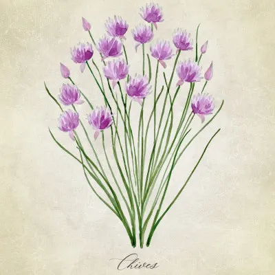 Fresh Chives Bloom, wall art by Rosana Laiz Blursbyai