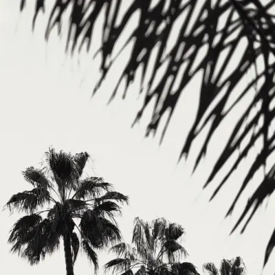 Tropical Palm Silhouettes, wall art by Pictufy Studio III