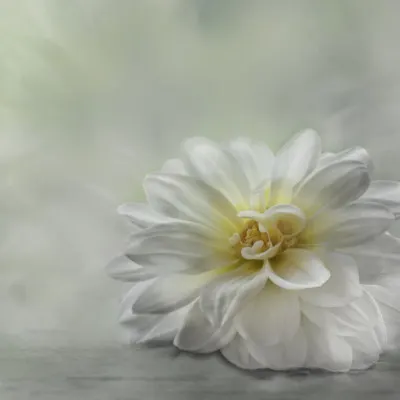 Serene White Dahlia, wall art by Elisabeth van Helden