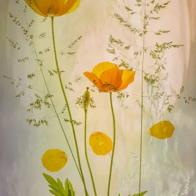 Delicate Yellow Poppies, wall art by Hilda van der Lee