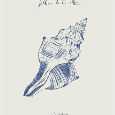 Coastal Seashell Study, wall art by Giulia Mora