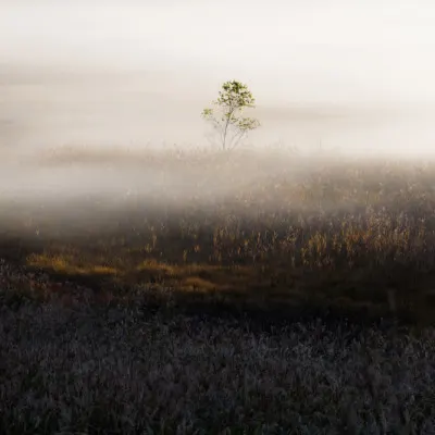 Solitary Tree In Mist, wall art by 土屋正英/Masahide Tsuchiya