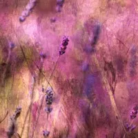Dreamy Lavender Blooms, wall art by Delphine Devos