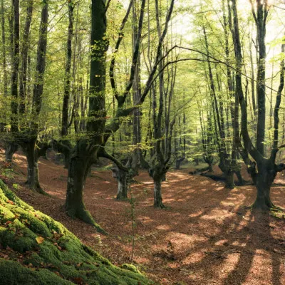 Forest Love, wall art by Stefan Hefele