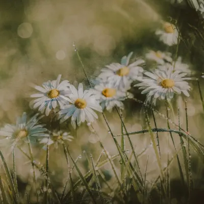 Dewy Morning Daisies, wall art by YoungIl Kim