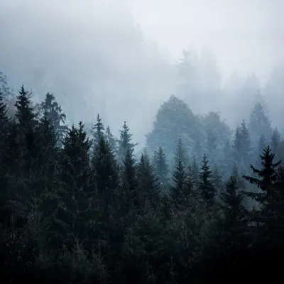Foggy Woods 5, wall art by Mareike Böhmer