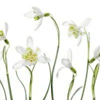 Spring Snowdrops, wall art by Mandy Disher