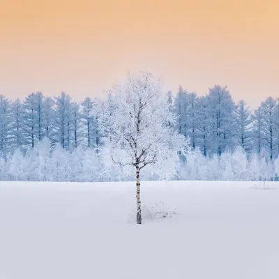 Frosted Birch Golden Sky, wall art by Hidenori Sono