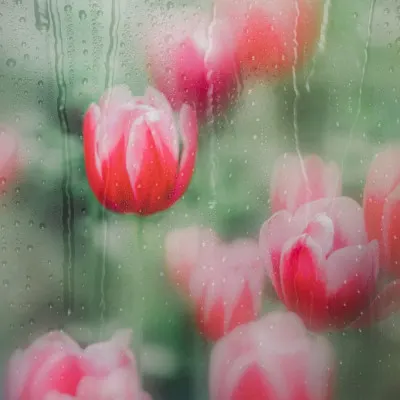 Dreamy Rain Tulips, wall art by YoungIl Kim