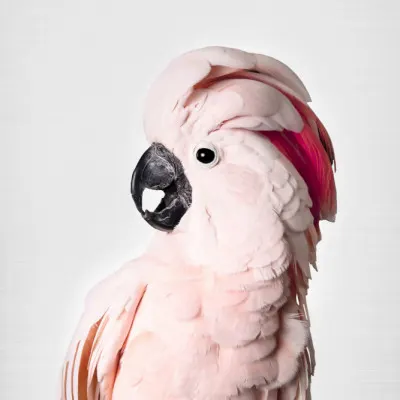 Pink Cockatoo, wall art by Kathrin Pienaar