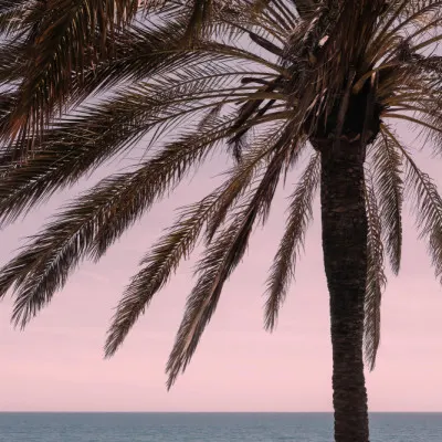 Palm Over Pink Horizon, wall art by Pictufy Studio III