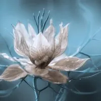 *Nigella*, wall art by Mandy Disher