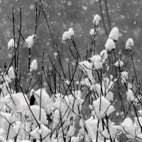Winter Snow Branches, wall art by Ugur Erkmen