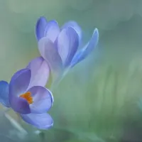 Delicate Purple Crocuses, wall art by Piet Haaksma