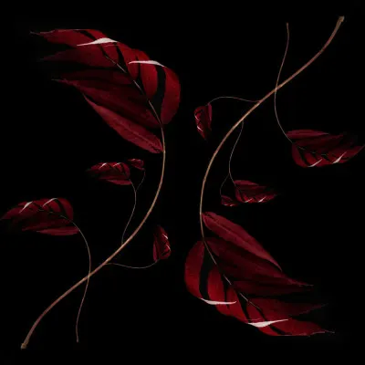 Elegant Dark Botanicals, wall art by Ingrida Urbonavičienė
