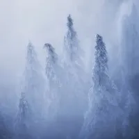 Misty Winter Forest, wall art by Ales Krivec
