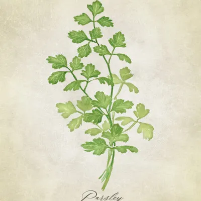 Green Parsley Botanical, wall art by Rosana Laiz Blursbyai