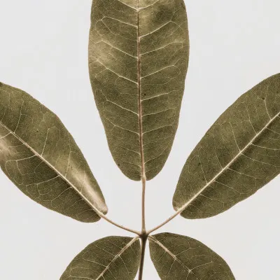 Five Leaf Harmony, wall art by Shot by Clint