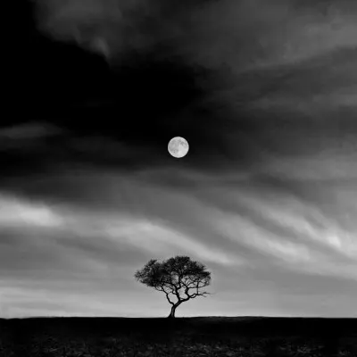 Lone Tree Moonlit Night, wall art by Hsiao-Yang Fei