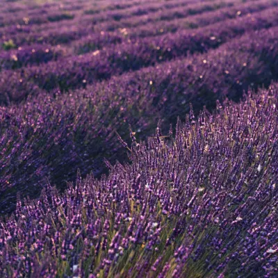 Provence Lavender, wall art by Stefan Hefele