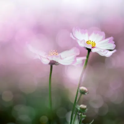 Dreamy Pink Cosmos, wall art by YoungIl Kim
