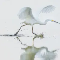 Egret Water Run, wall art by Xiaobing Tian