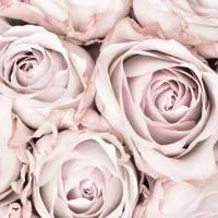 Soft Pink Roses, wall art by Pictufy Studio III