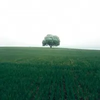 Lone Tree Green Field, wall art by Christian Lindsten
