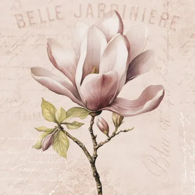 Vintage Pink Magnolia, wall art by Andrea Haase