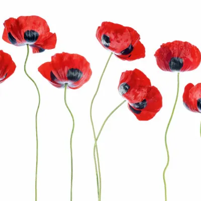 Ladybird Poppies, wall art by Mandy Disher
