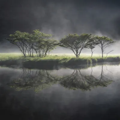 Misty Morning Trees, wall art by Akira Nagase