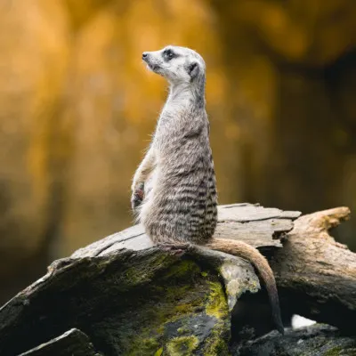 Vigilant Meerkat Sentry, wall art by Ziwen He