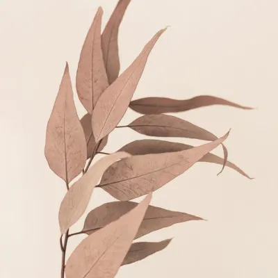 Dried Eucalyptus, wall art by Kathrin Pienaar