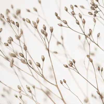Wild Grass, wall art by Kathrin Pienaar