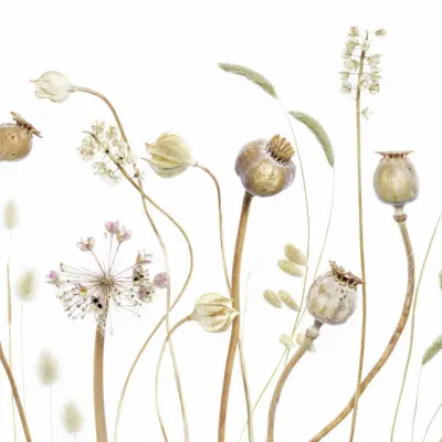 Pods, wall art by Mandy Disher