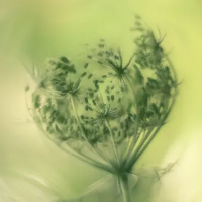 Ethereal Green Seeds, wall art by Hilda van der Lee