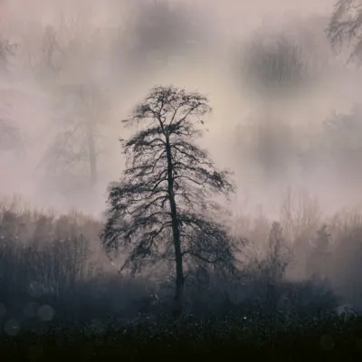 Mysterious Winter Forest, wall art by Foto Tinca