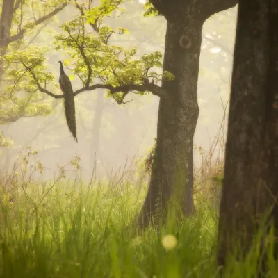 Peacock In Misty Forest, wall art by Dan Mirica