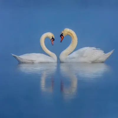 Swans in Love, wall art by Wei Liu