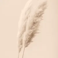 Soft Pampas Plumes, wall art by Pictufy Studio III