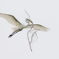 Graceful Egret Flight, wall art by Cheng Chang