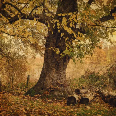 Golden Autumn Tree Scene, wall art by Liliane Lathouwers