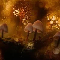 Golden Woodland Mushrooms, wall art by Wil Mijer