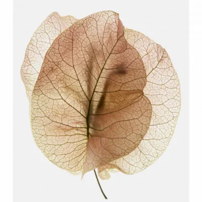 Ethereal Leaves, wall art by Shot by Clint