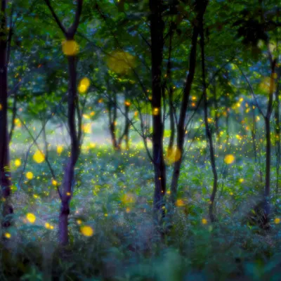Magical Firefly Forest, wall art by Hua Zhu