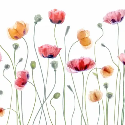 Papaver party, wall art by Mandy Disher