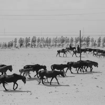 Desert Horse Herd, wall art by Jana Julian