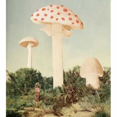 Giant Mushroom Forest, wall art by Florent Bodart