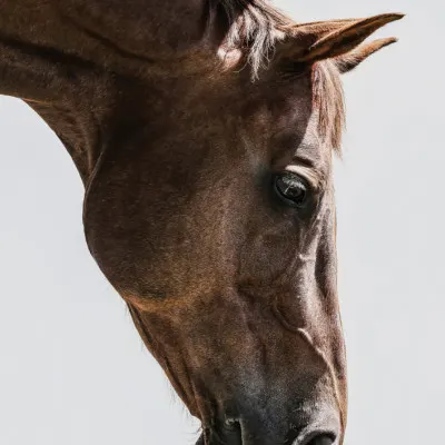 Portrait of a Horse Head, wall art by Shot by Clint