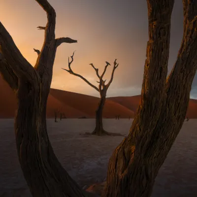 Dead Trees Desert Sunset, wall art by Ryan Dyar